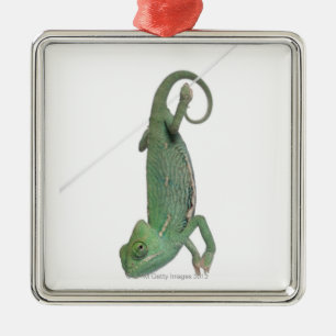 Ornamento De Metal Camaleão encoberto novo, calyptratus do Chamaeleo