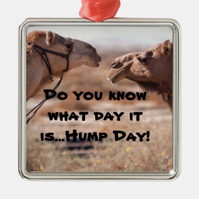 Ornamento De Metal Camelos Hump Day (Frente)