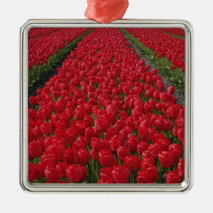 Ornamento De Metal Campo de flores de tulipas, Holanda, Países Baixos