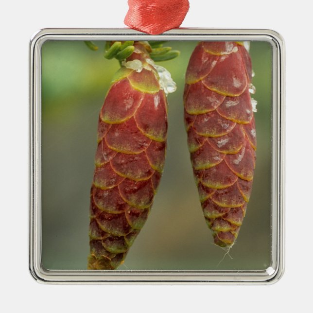 Ornamento De Metal Canadá, Yukon, Black Spruce Cones (Frente)