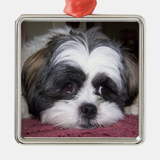Ornamento De Metal Cão de Shih Tzu (Frente)