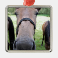 Cara de cavalo