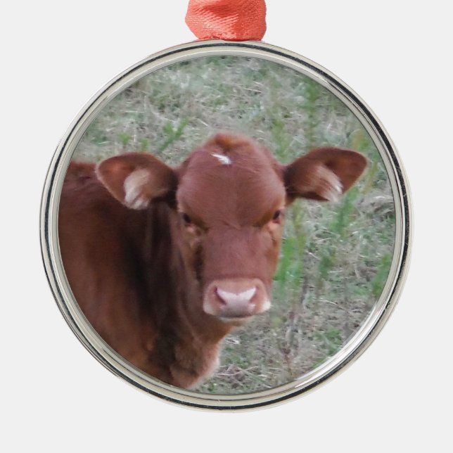 Ornamento De Metal Cara de vaca de Baby Brown (Frente)