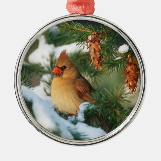Ornamento De Metal Cardeal norte em árvore, Illinois (Frente)