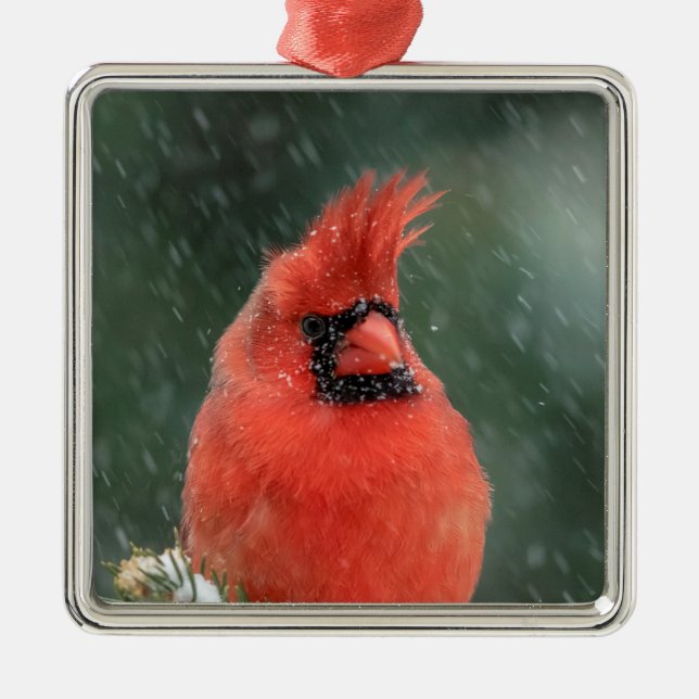 Ornamento De Metal Cardeal num pinheiro durante uma tempestade de nev (Frente)