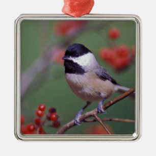 Ornamento De Metal Carolina Chickadee