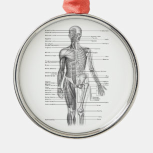 Ornamento De Metal Carta humana da anatomia