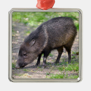 Ornamento De Metal Cartão-postal de caminhada Collared Peccary