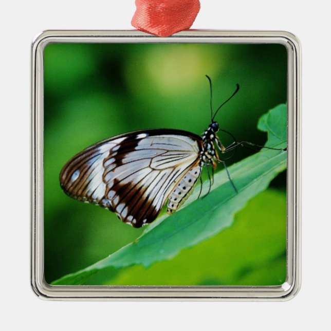 Ornamento De Metal Castanho escuro e borboleta Cinza (Frente)