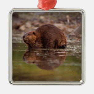 Ornamento De Metal castor, Castor canadensis, vai nadar