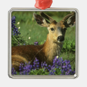 Ornamento De Metal Cervo-de-cauda-preta, Odocoileus hemionus
