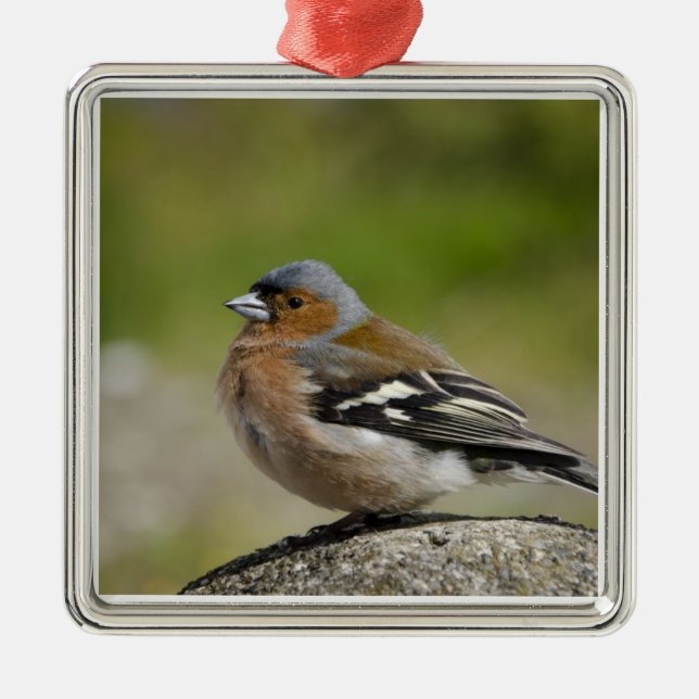 Ornamento De Metal Chaffinch masculino (SELVAGEM: Coelebs do (Frente)