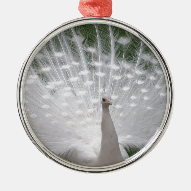 Ornamento De Metal Cheio de Pavão branco (Peafowl) (Frente)