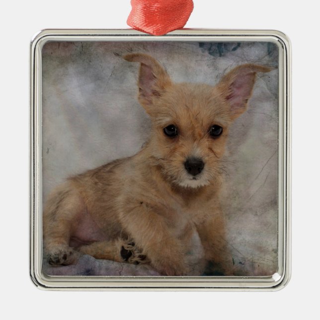 Ornamento De Metal Chihuahua/Yorkie Puppy (Frente)