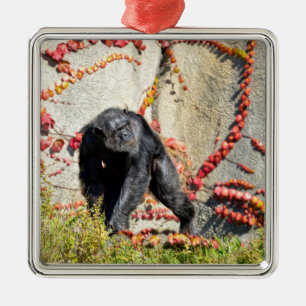 Ornamento De Metal Chimpanzé caminhando sobre grama postcard quadrado