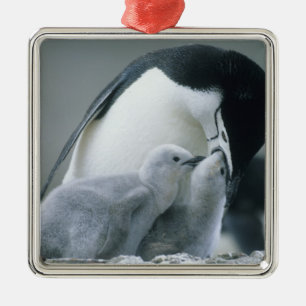Ornamento De Metal Chinstrap Penguins, Pygoscelis antarctica),