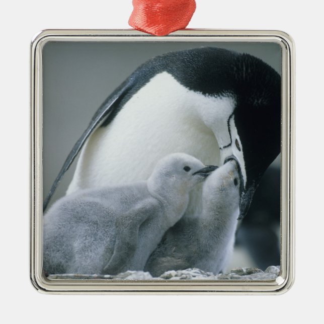 Ornamento De Metal Chinstrap Penguins, Pygoscelis antarctica), (Frente)