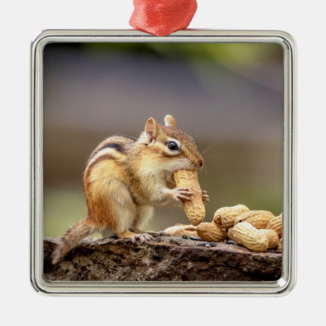 Ornamento De Metal Chipmunk comendo amendoim (Frente)