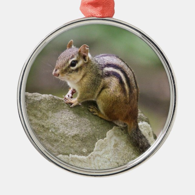 Ornamento De Metal Chipmunk oriental (Frente)