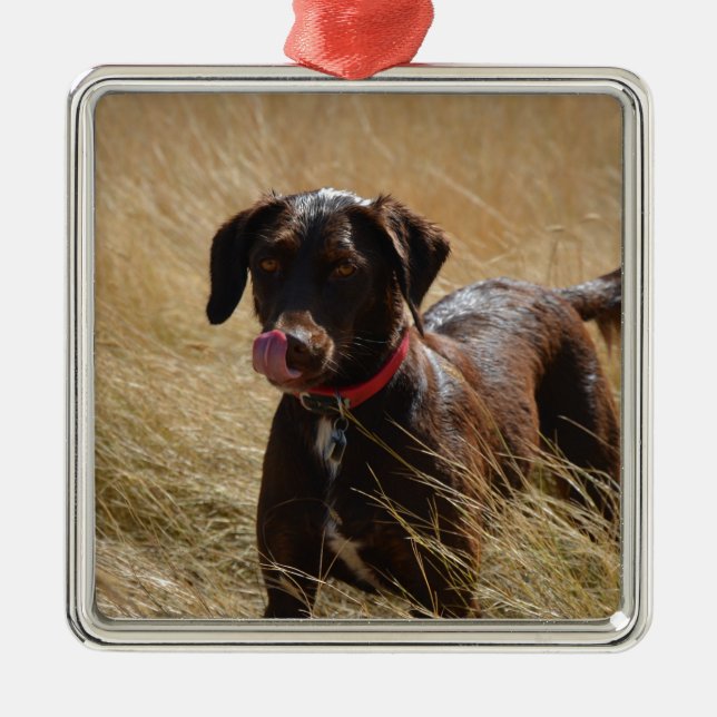 Ornamento De Metal Chocolate Brown Labrador Retriever (Frente)