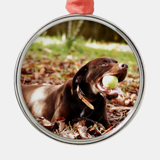 Ornamento De Metal Chocolate Labrador Brincando Com Bola (Frente)