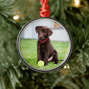 Ornamento De Metal Chocolate Labrador Puppy Com Bola De Tênis
