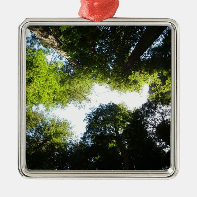 Ornamento De Metal Círculo de Sequoias Vermelhas no Parque Nacional d (Frente)