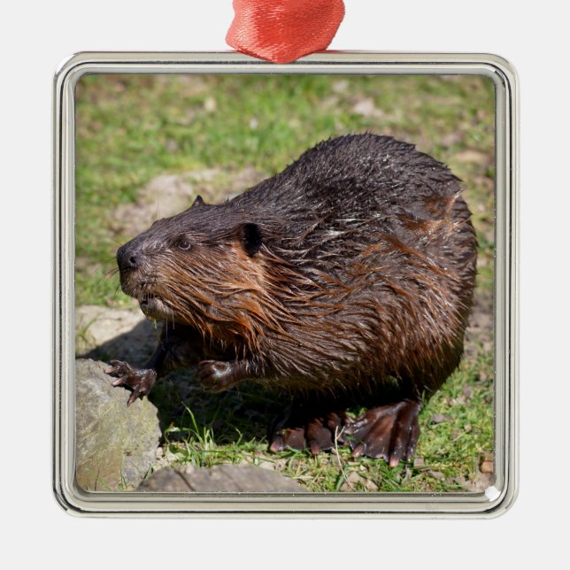 Ornamento De Metal Closeup North American Beaver (Frente)