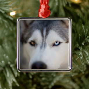 Ornamento De Metal Closeup Stoic Gaze de um Alasca Malamute