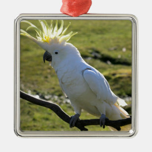 Ornamento De Metal Cockatoo Enxofre-Com crista em Austrália