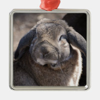 Coelho orelhudo do Lop