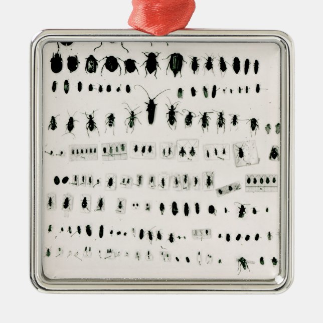 Ornamento De Metal Coleção do inseto de Darwin (Frente)