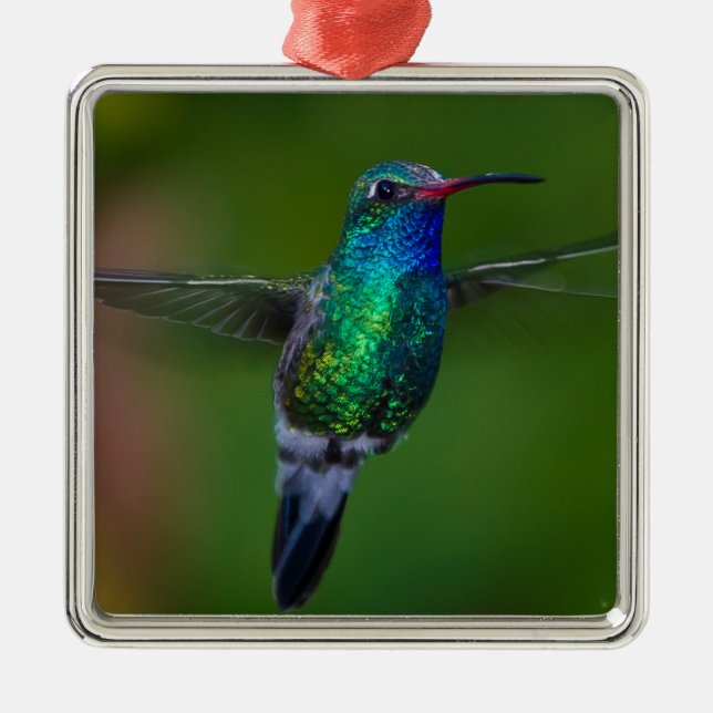 Ornamento De Metal Colibri de flutuação (Frente)