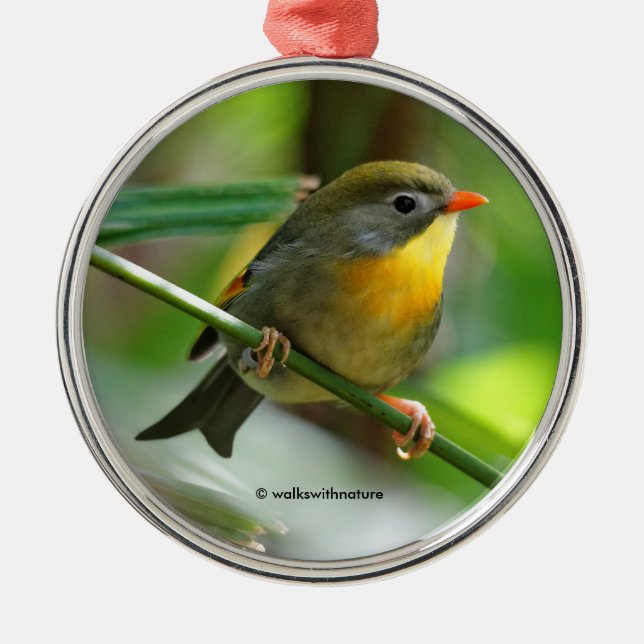 Ornamento De Metal Colorida Leiothrix Pekin Robin Songbird (Frente)