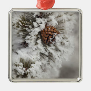 Ornamento De Metal Cone Lodgepole Pine no inverno em Yellowstone
