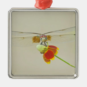 Ornamento De Metal Conjunto Xadrezado (Dythemis fugax) no Mexicano