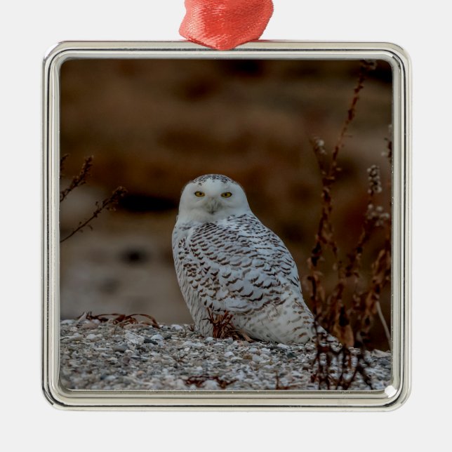 Ornamento De Metal Coruja de neve sentada numa rocha (Frente)