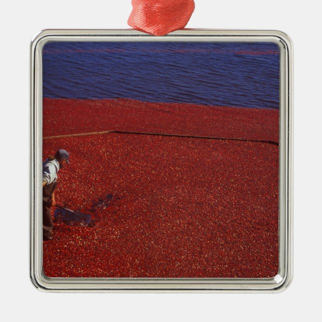 Ornamento De Metal Cranberry Harvest, Middleboro, MÃE, EUA (Frente)