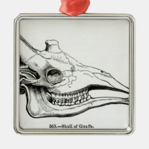 Ornamento De Metal Crânio de um girafa