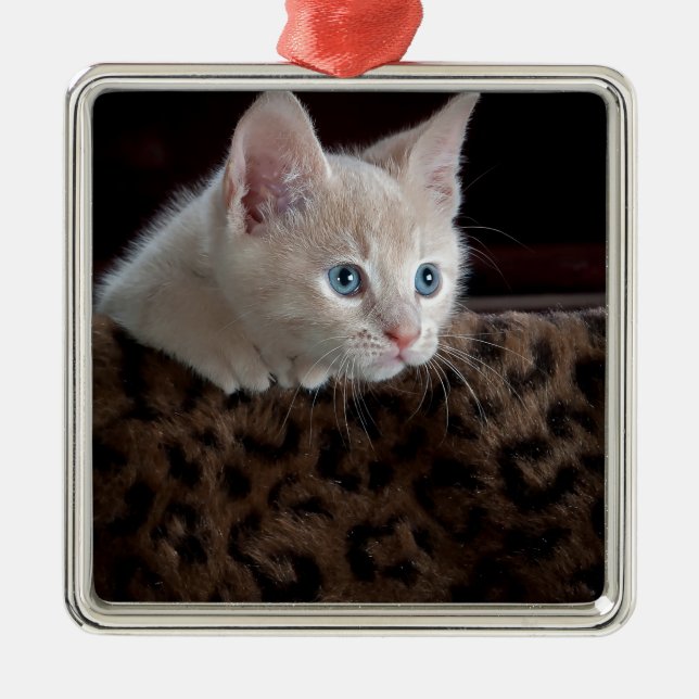Ornamento De Metal Creme Kitten com Belos Olhos Azuis (Frente)