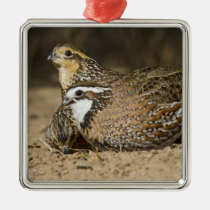 Ornamento De Metal crias de codorna Northern Bobwhite no lago para be