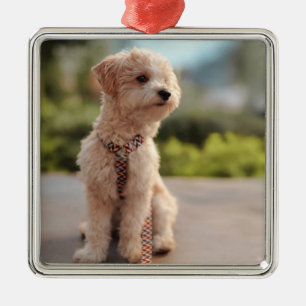 Ornamento De Metal Crie Sua Própria Foto Personalizada de Animal de E