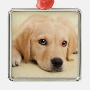 Ornamento De Metal Crie sua própria foto personalizada de animal de e