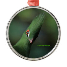 Curiosa Guiné Turaco Green Pássaro