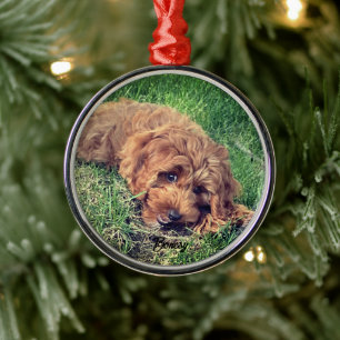 Ornamento De Metal Cute Golden Doodle Premium
