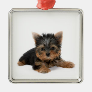 Ornamento De Metal Cute Yorkshire Terrier Puppy