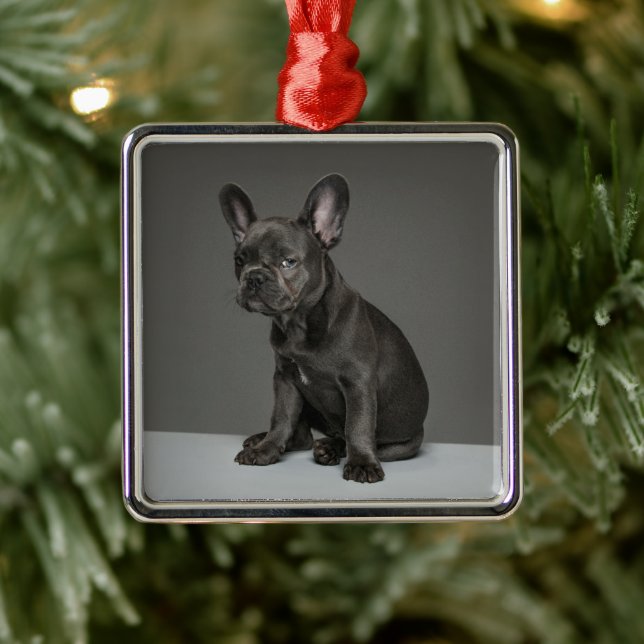 Ornamento De Metal Cutest Baby Animals | Blue French Bulldog Puppy (Árvore)