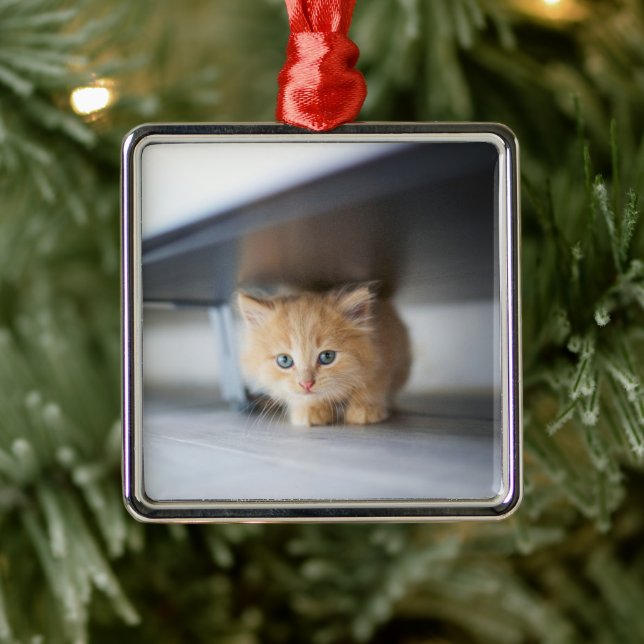 Ornamento De Metal Cutest Baby Animals | Fluffy Orange Kitten (Árvore)