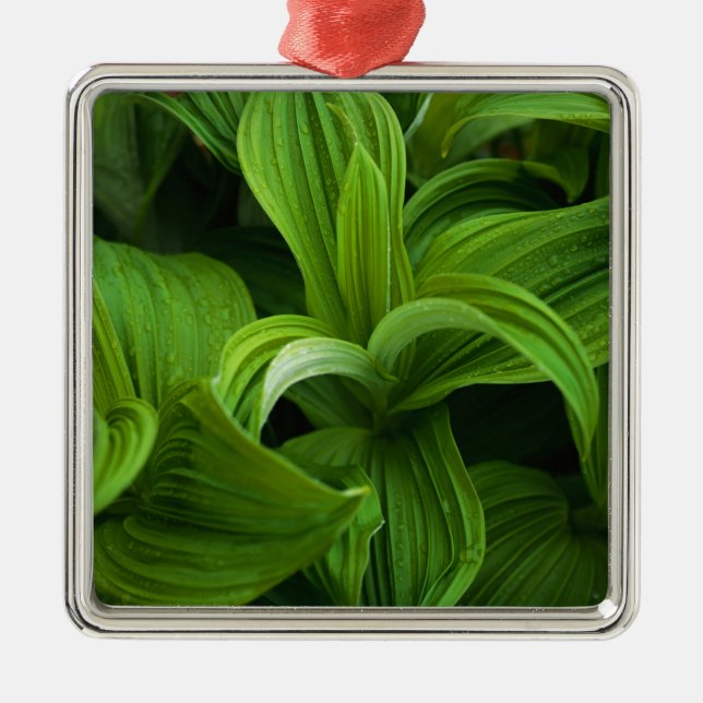 Ornamento De Metal Dewdrops em um Helabore falso (Frente)