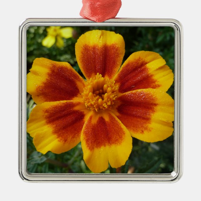 Ornamento De Metal Disco Marigold Orange and Red Summer Flower (Frente)